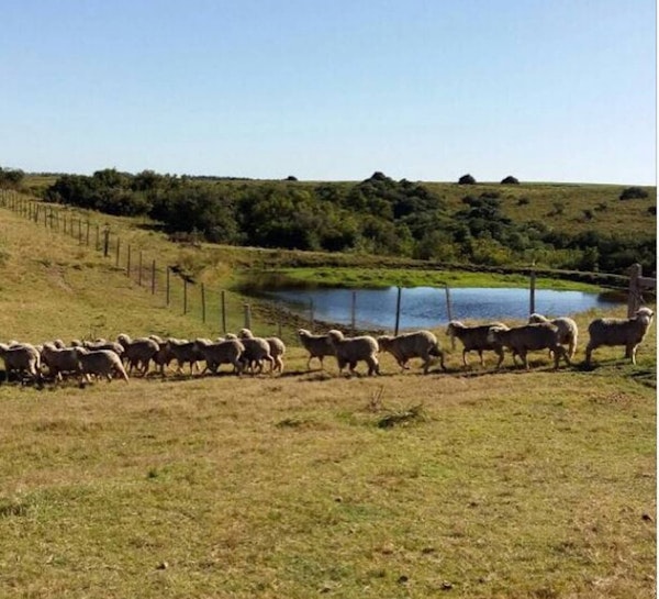 Image sheep flock in field
